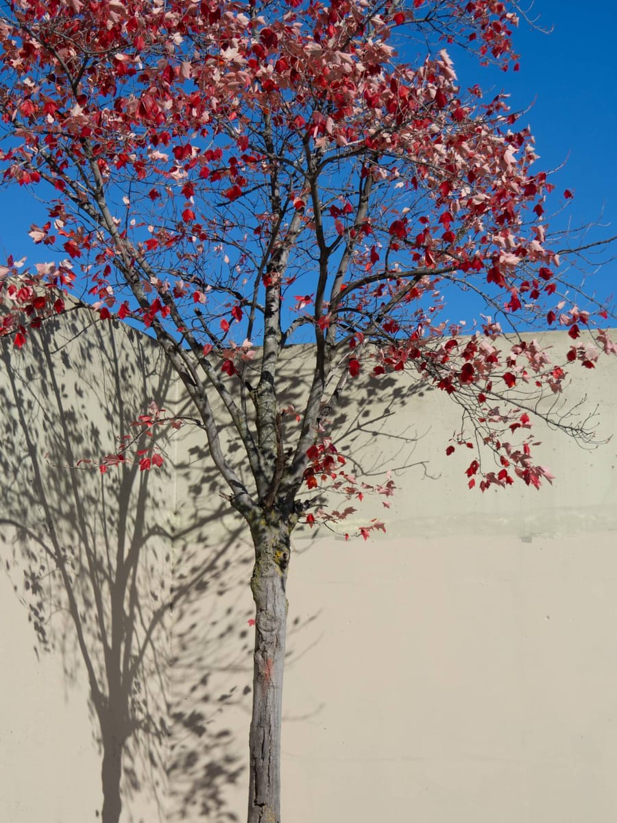 A young maple with red leaves against a pale concrete wall and a deep blue sky, its shadow spread across the wall