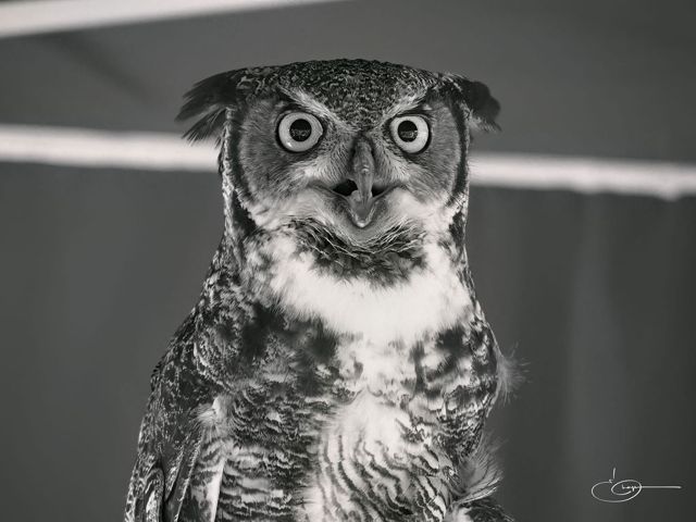 Black and white portrait of a great horned owl staring straight into the camera