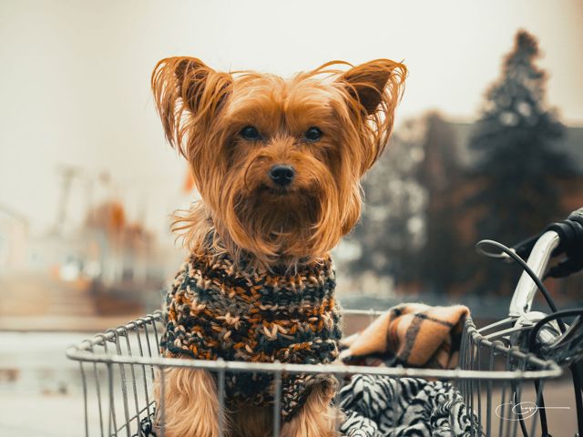 A Yorkshire terrier in a knit sweater sitting in a bicycle basket