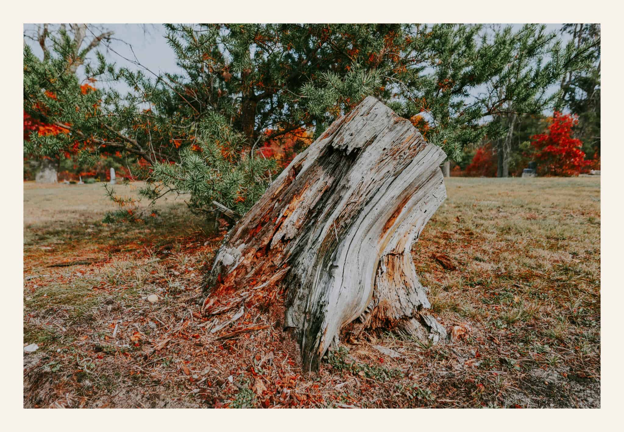 Gnarled and decaying oak stump surrounded by green pine branches at Pere Cheney Cemetery near Grayling, Michigan. The twisted wood shows nature reclaiming the forgotten ghost town.