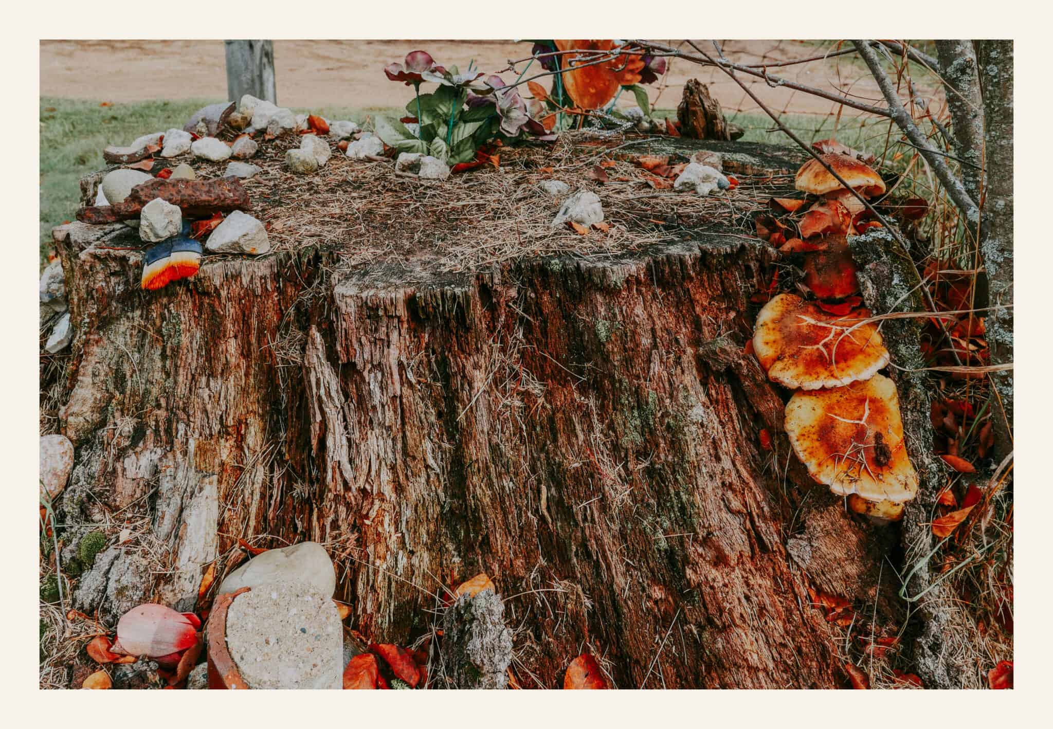 Large moss-covered tree stump with bright orange fungi and small stones arranged as offerings at Pere Cheney Cemetery, Michigan. The scene reflects remembrance and the slow return of nature to the haunted site.